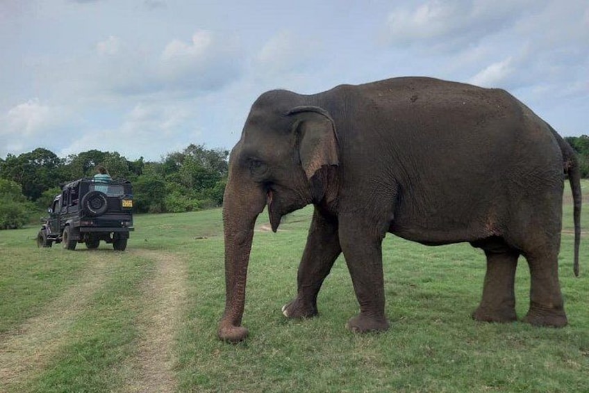 Private Jeep Safari at Minneriya National Park to Visit Elephants 4
