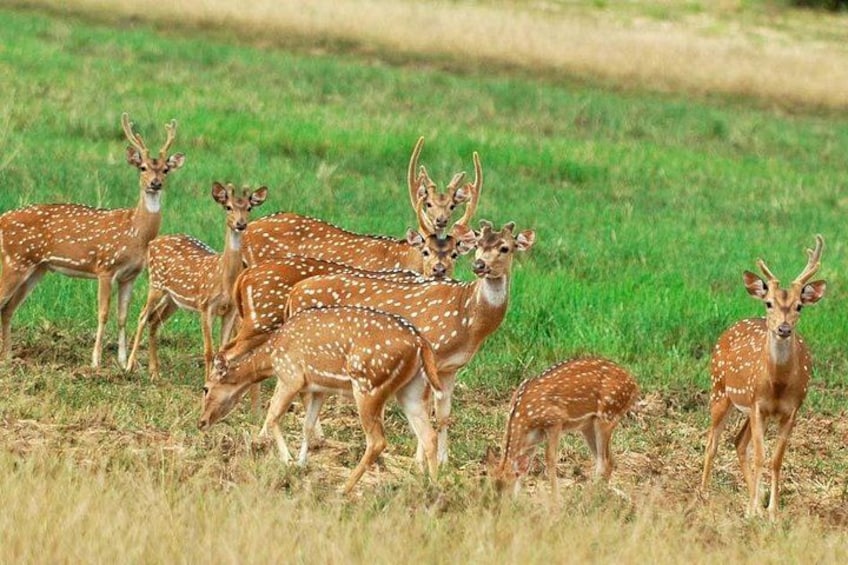 A group of deer in a grassy field. 5