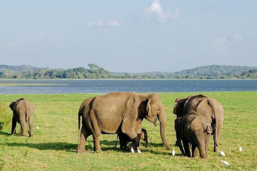 Private Jeep Safari at Minneriya National Park to Visit Elephants 2