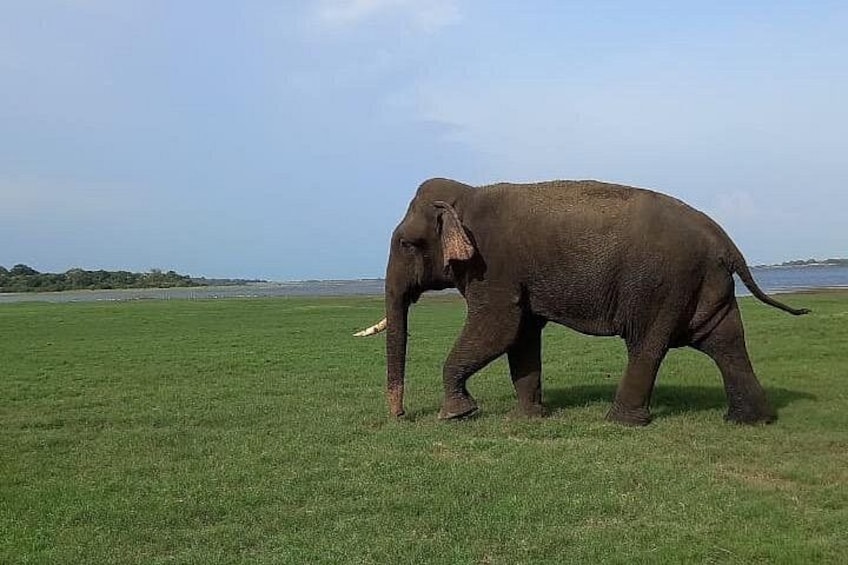 Private Jeep Safari at Minneriya National Park to Visit Elephants 2