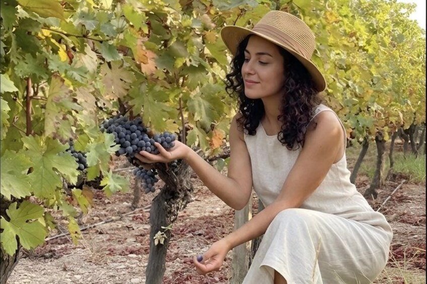 A person in a vineyard holding grapes. 1