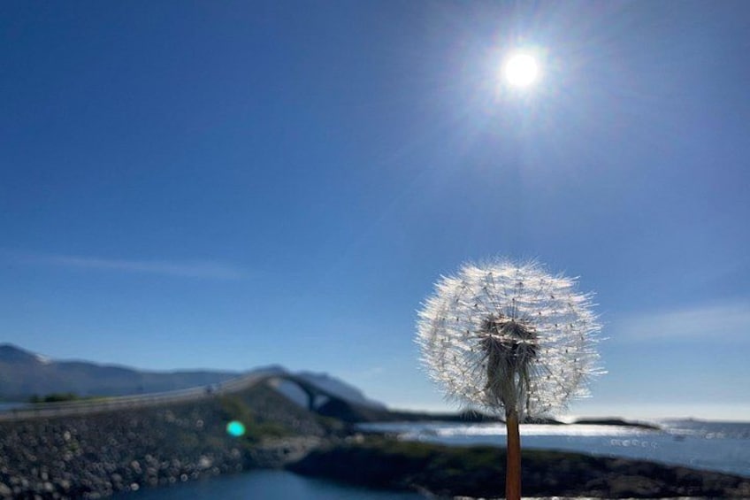 Un diente de león en primer plano, con un cielo despejado y montañas al fondo. 4