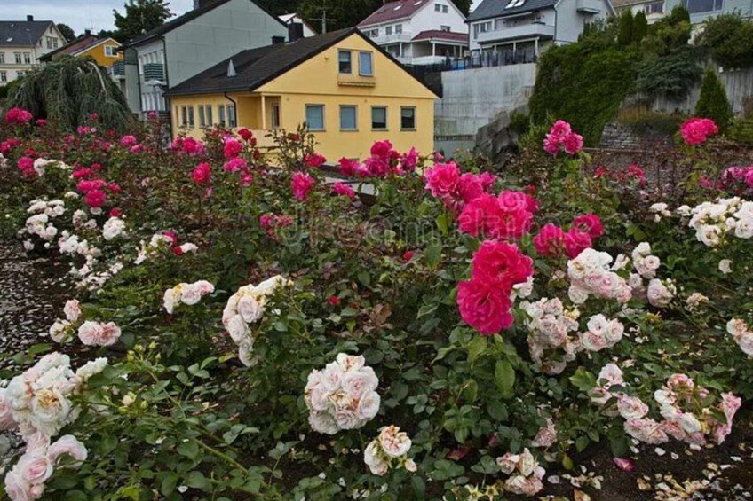 Un jardín con rosas rosadas y blancas, una casa amarilla y una colina con casas al fondo. 5