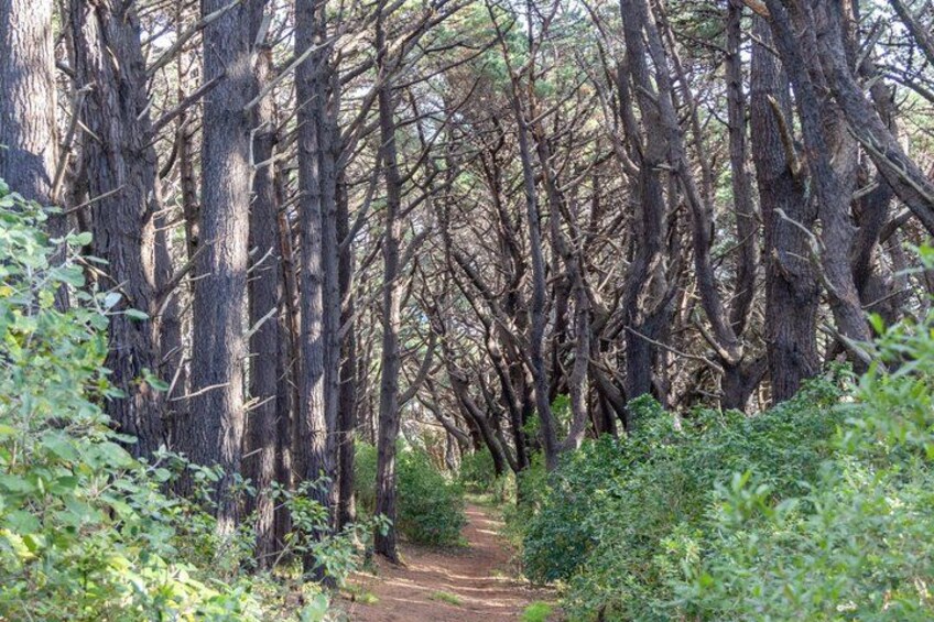 PRIVATE Lord of the Rings 1/2 Day Tour including keepsake 3