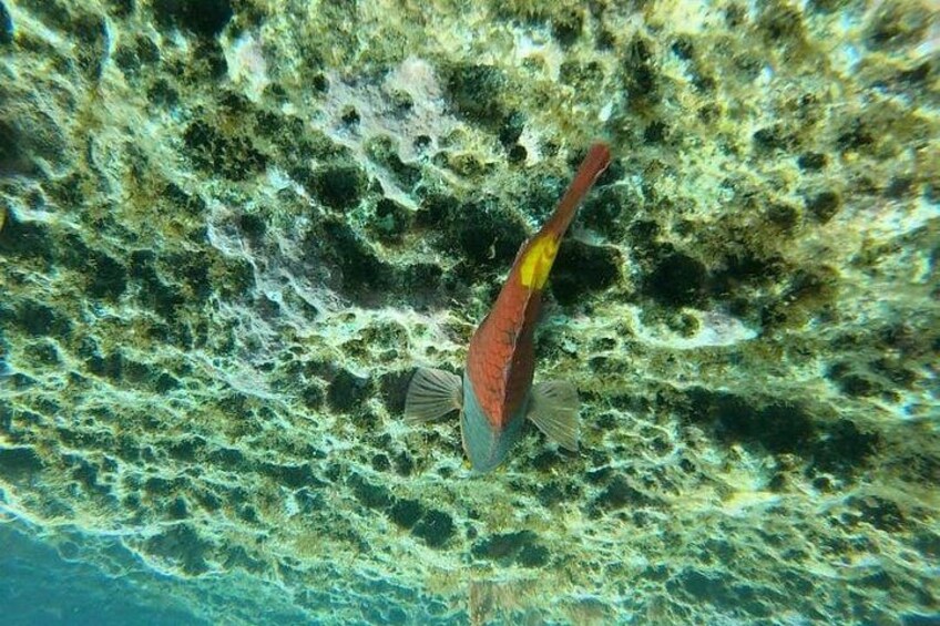 A fish swimming near a rocky underwater surface. 2