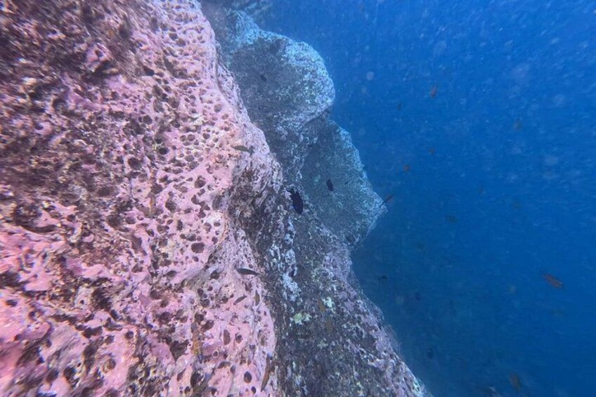 A rocky underwater landscape with coral formations and marine life. 4