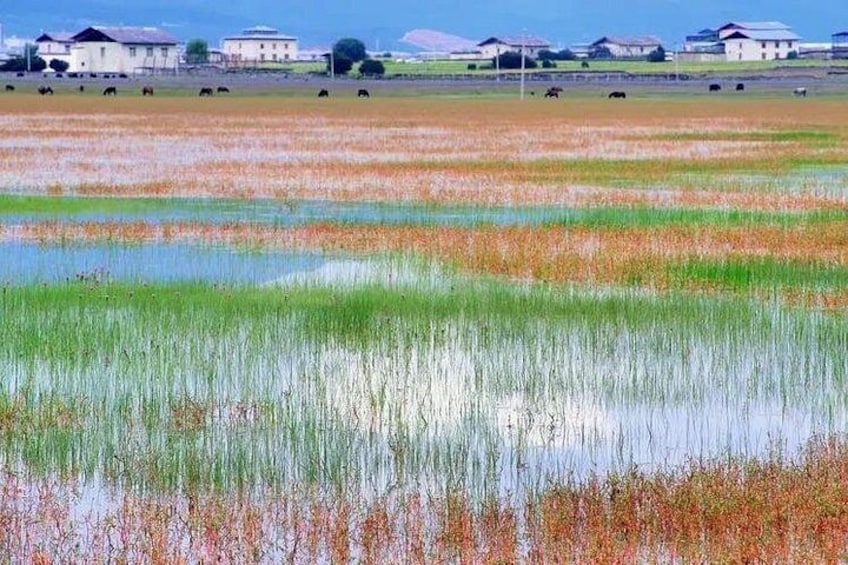 A flooded agricultural field with water reflecting the sky, surrounded by houses and grazing cattle. 2