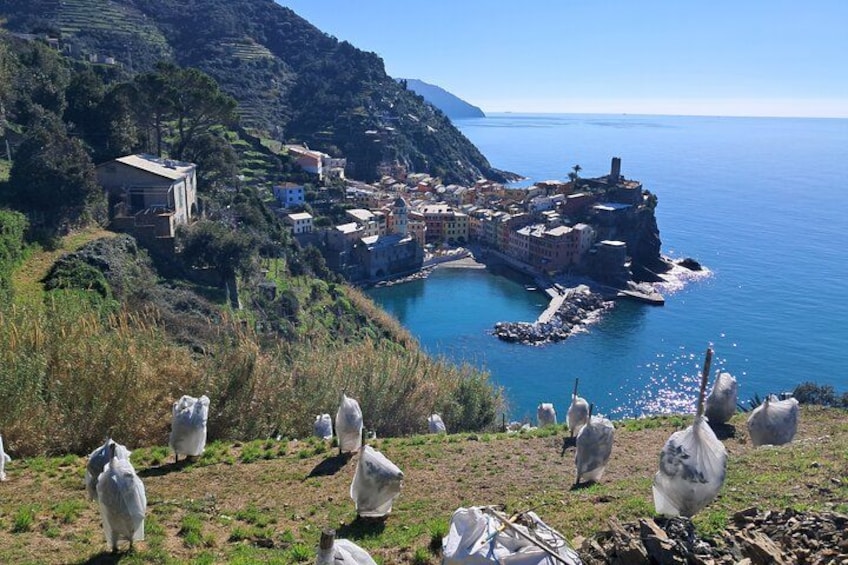 A coastal village with buildings on a cliff, a body of water, and sheep grazing on the hillside. 2