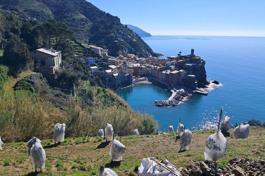 Lemon tour in Vernazza with tasting of our limoncino and wine 5