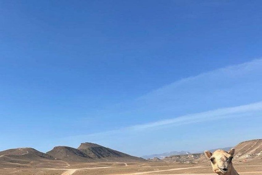 A desert landscape with mountains in the background and a camel in the foreground. 2