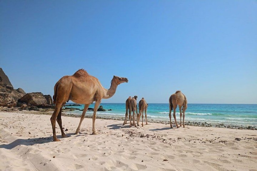 A camel on a sandy beach with the ocean in the background. 4