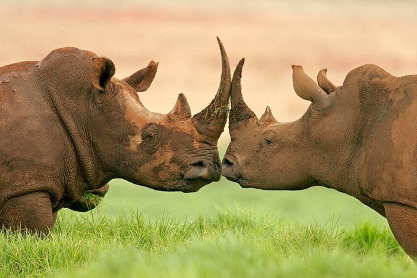Two rhinoceroses in a grassy field. 4