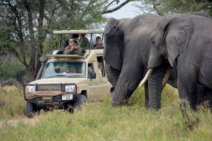 A safari vehicle with passengers observing an elephant in a grassy field. 2