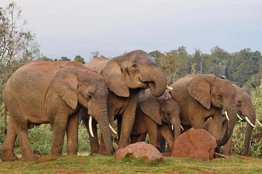 A group of elephants in a natural landscape with trees and rocks. 3