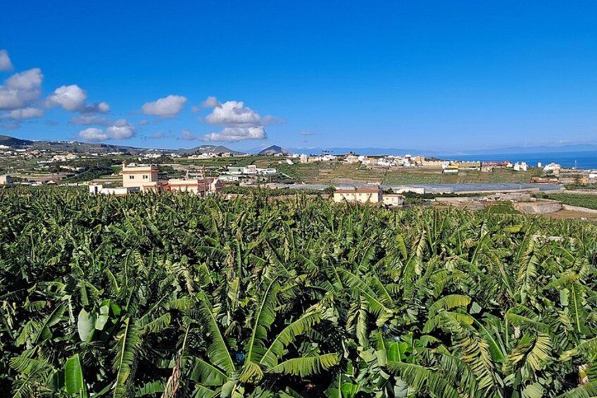 Tastes of Gran Canaria A Day of Flavours and Culture 2