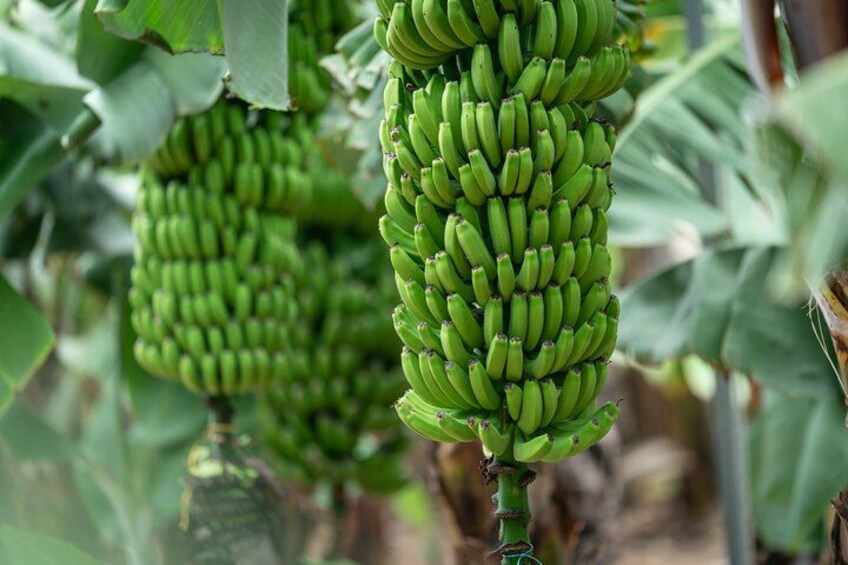 A bunch of green bananas hanging from a plant. 1