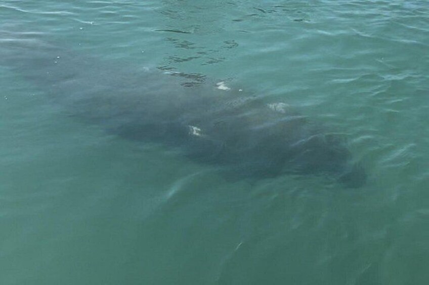 Kayaking with Manatees on a guided eco tour is a great way to learn about ethical viewing of marine mammals. 2