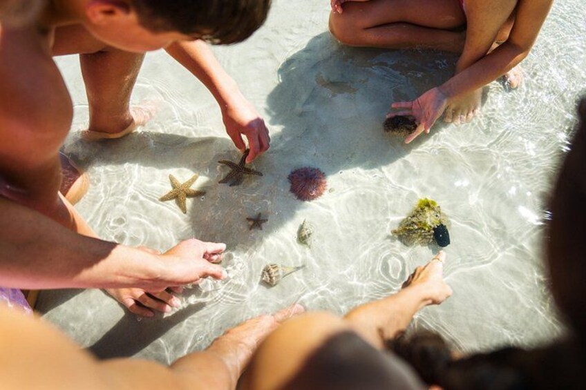 A family discovering wildlife on a sandbar. 5