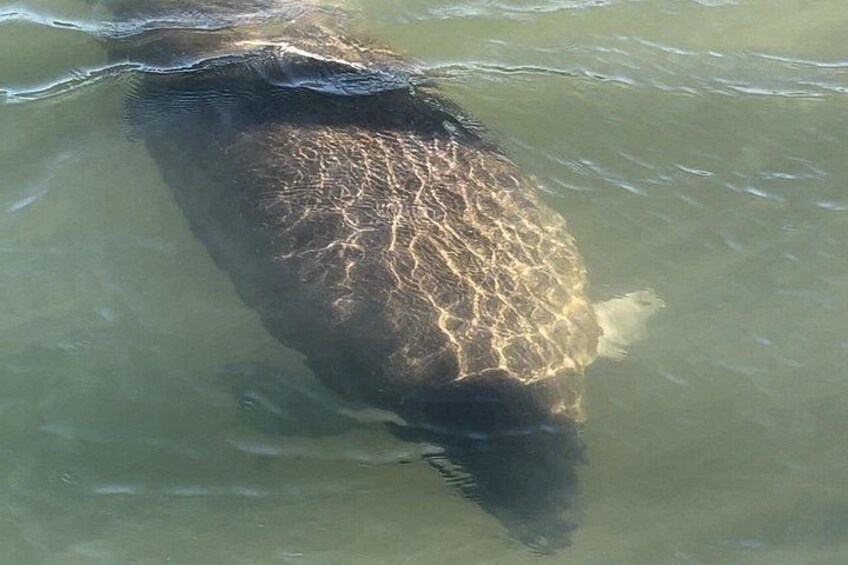 Manatees are common sightings from March until the water temperature drops for the winter. 4