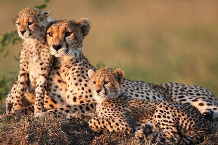 Cheetahs resting on a grassy terrain. 3