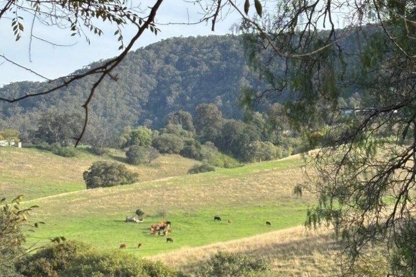 Luxury Hunter Valley Tour: 3 Tastings, Gin, Lunch & Chocolatier 3