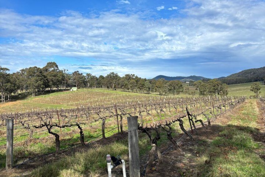 Luxury Hunter Valley Tour: 3 Tastings, Gin, Lunch & Chocolatier 4