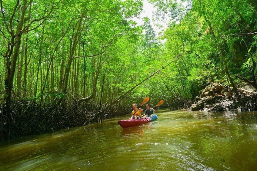A river surrounded by dense mangrove trees with a kayak and paddlers. 4