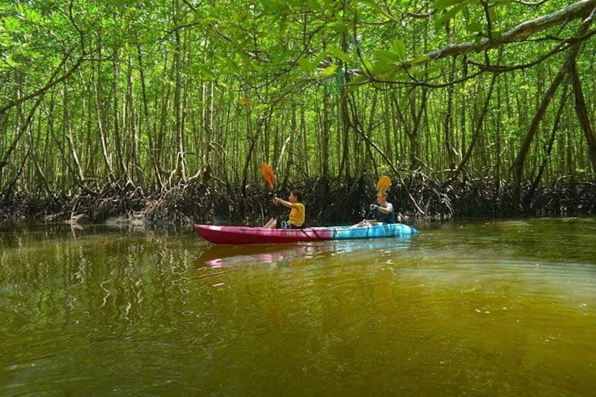 Two people kayaking in a mangrove forest. 3