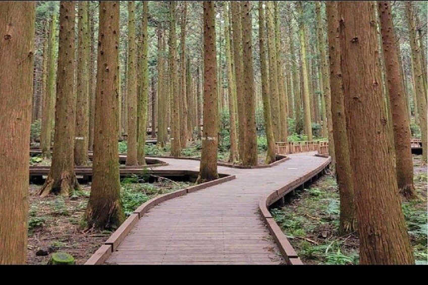 porcelain forest road 2