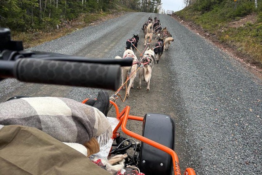 A person riding a motorcycle on a gravel road with a group of dogs on leashes. 2