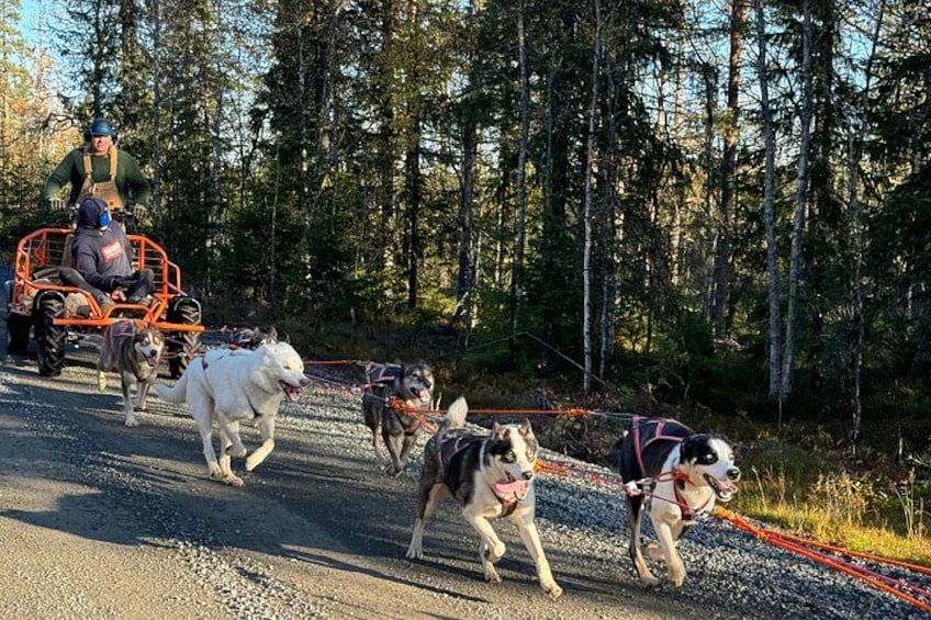 A dog sled team pulling a sled with a driver and a passenger, surrounded by a forested area. 1