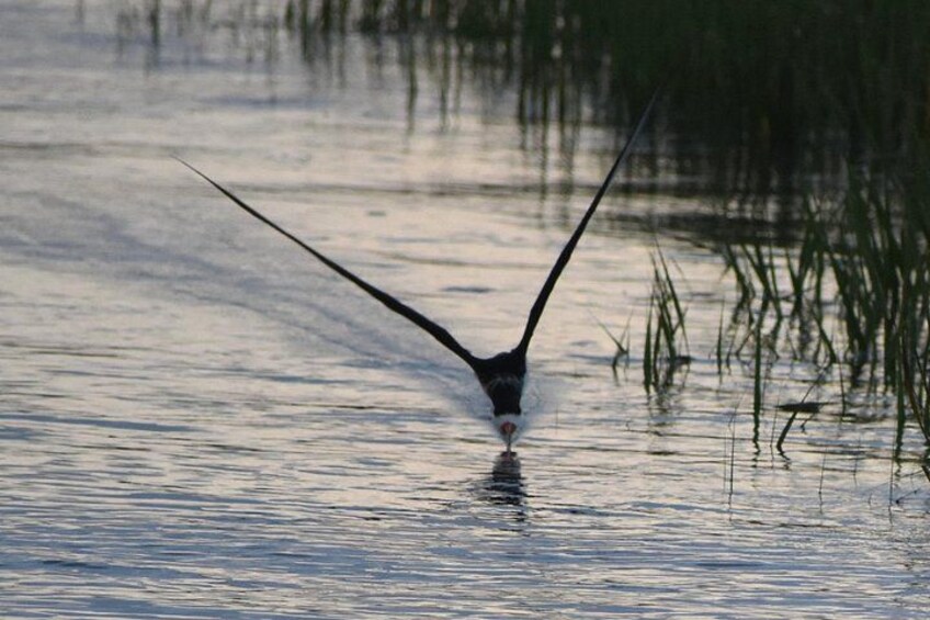 A bird with its wings spread in water. 4