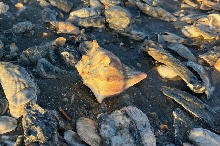 A collection of seashells and fish on a sandy beach. 2