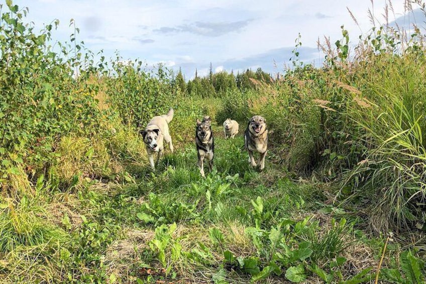 Sled Dog Kennel Tour 2