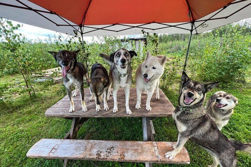 Sled Dog Kennel Tour 4