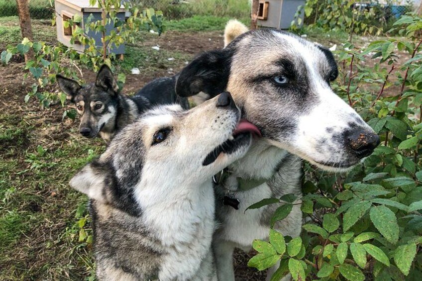 Sled Dog Kennel Tour 2