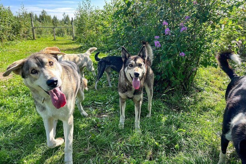 Sled Dog Kennel Tour 2