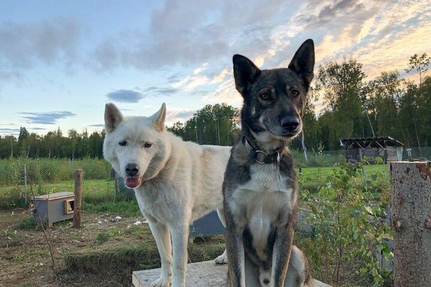 Sled Dog Kennel Tour 3
