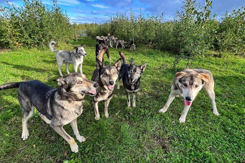 Sled Dog Kennel Tour 4