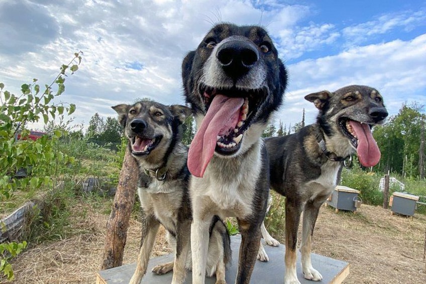 Sled Dog Kennel Tour 3
