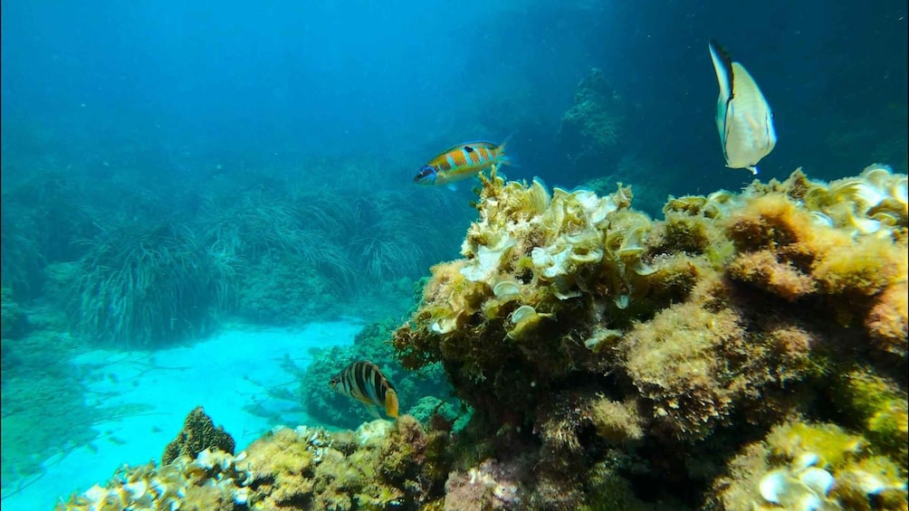A coral reef with various fish species and a diver. 5