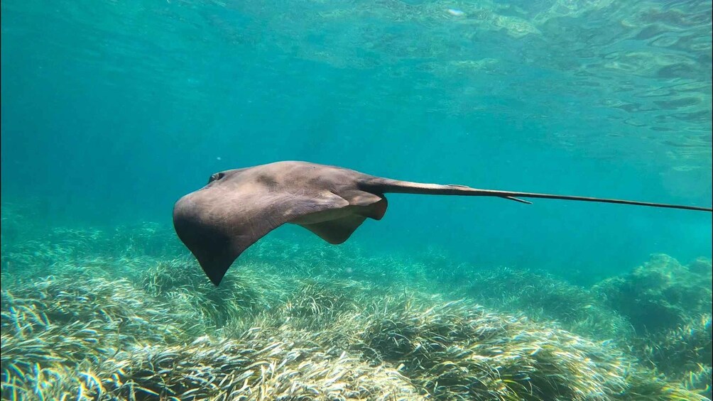 A stingray swimming underwater with a long tail. 5