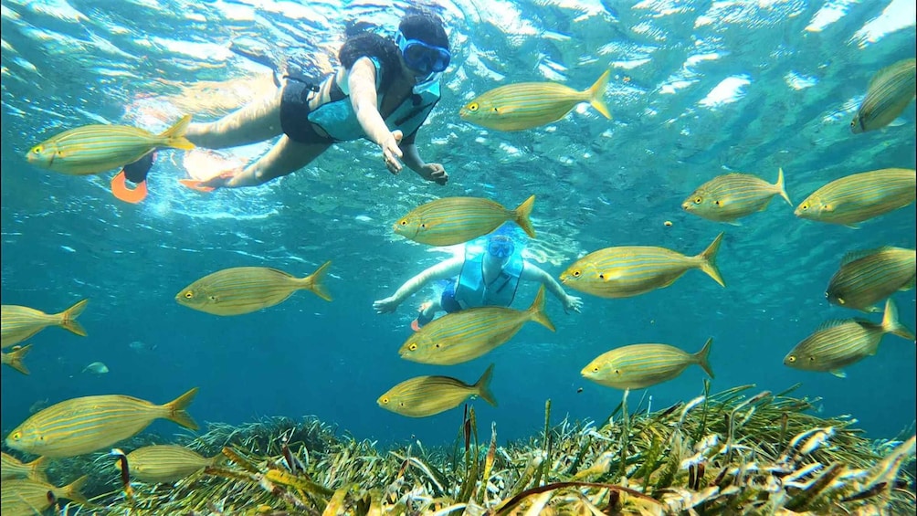 A person snorkeling among yellow-striped fish in clear blue water. 1