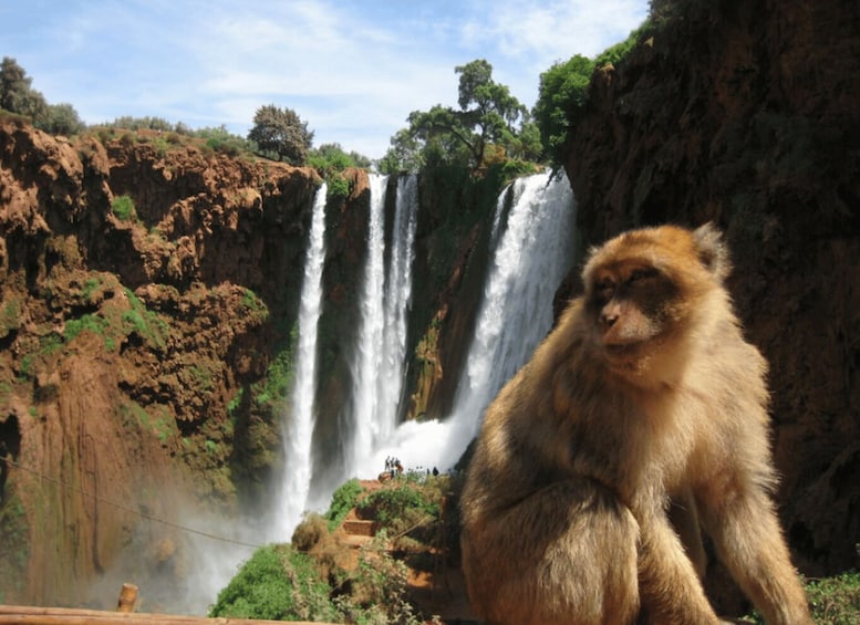 A waterfall, rocky terrain, and a seated monkey. 5
