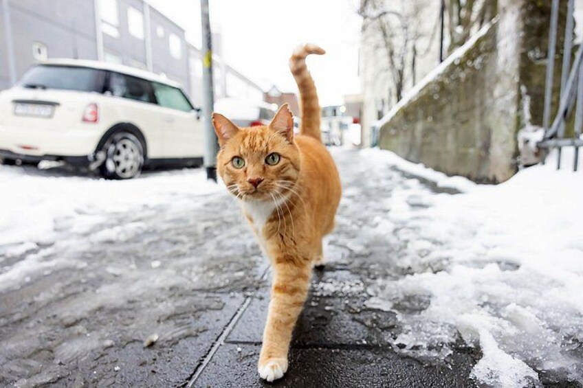 One of the cute kitties living in downtown Reykjavik, they´re everywhere! 1