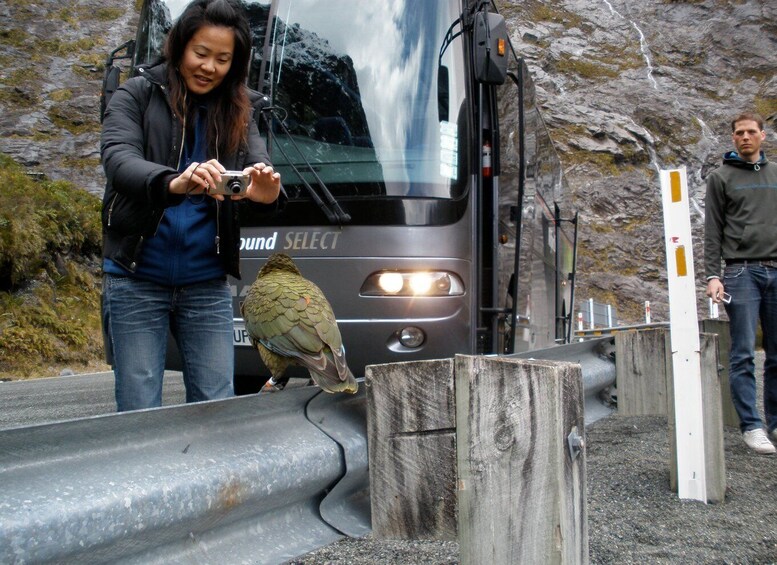 Milford Sound Premium Day Tour and Cruise from Te Anau 1
