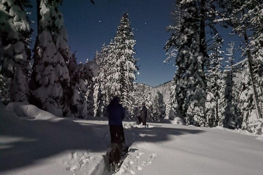 A snowy forest with a person skiing. 1