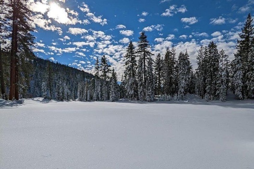 A snowy forest with tall evergreen trees and a clear blue sky. 3