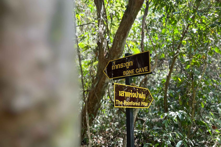 Picture 37 for Activity From Khao Sok: Half-Day Rainforest Trek with Local Guides 2