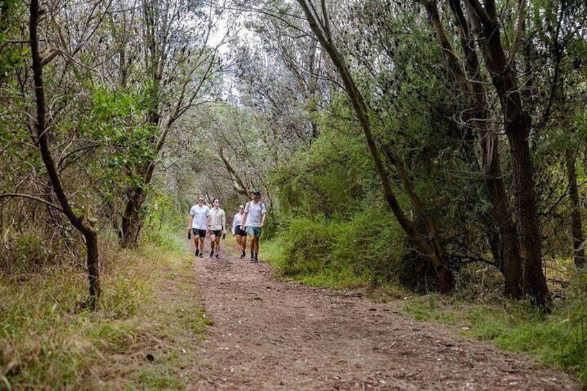 Guided hikes in forests 2